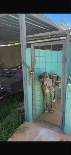 Dogue alemão