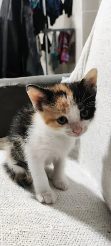 Gatas para adoção 