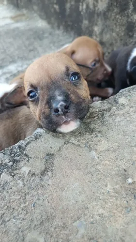 Pitibull red nose