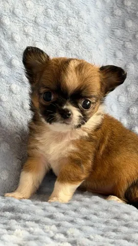 Chihuahua macho micro Pelagem longa. Um príncipe de porte bem pequeno.