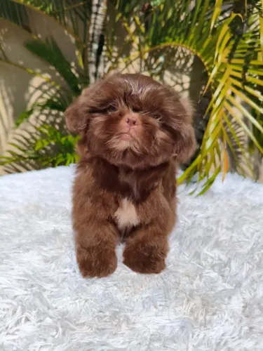 Filhotes de Shih tzus