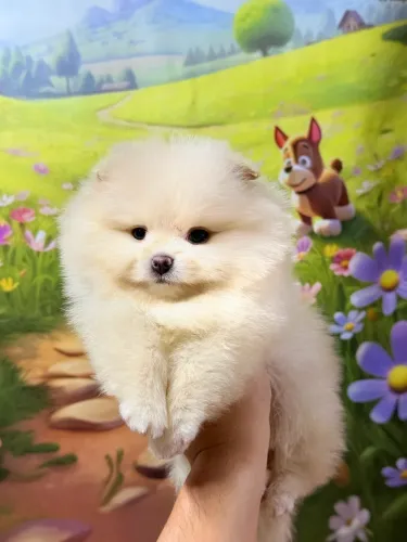 Spitz Alemão Anão - Lulu da Pomerania 