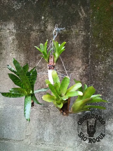 Kit Com 3 Arranjos De Bromélias Exóticas (Neoregelia E Aechmea)