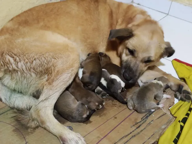 Adoção um cachorro filhote