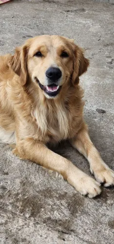 Troco ou vendo golden fêmea