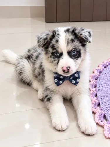 Border Collie, a alegria que vc merece