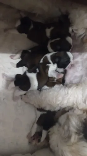 Filhote de shih Tzu pais da mesma raça hoje com 8 dias de vida macho