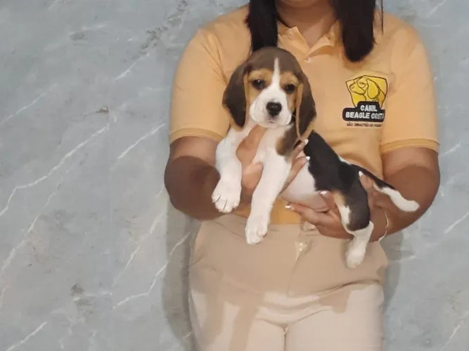 Filhotes Beagles