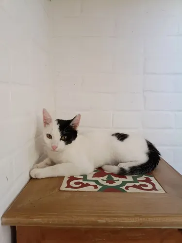 Pituco um gatinho bem carinhoso ADOÇÃO RESPONSÁVEL gato lindo vermifugado urgente adota