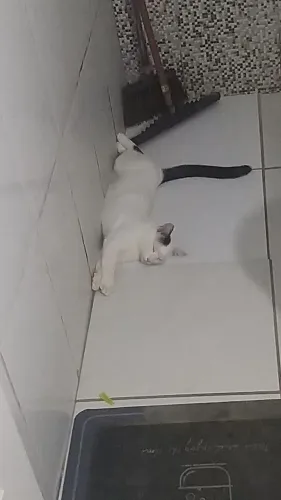 Gato castrado para adoção 