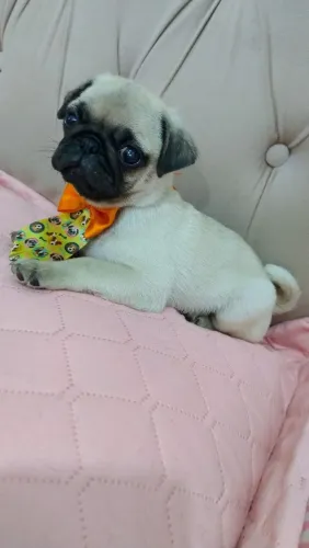 Último Machinho Pug .