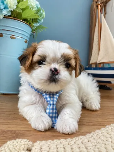 Seu lhasa apso macho aqui! Parcelamos 
