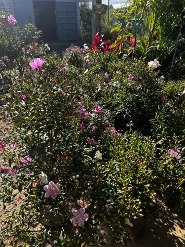 Plantas Ornamentais em suzano