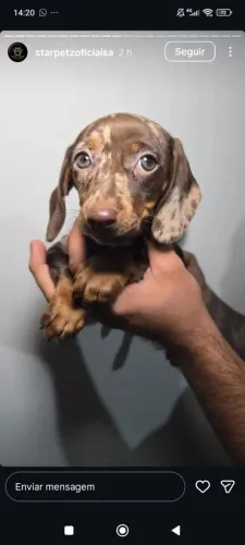 Pintadinhos de muitas cores os salsichas vão conquistar o mundo Dachshund