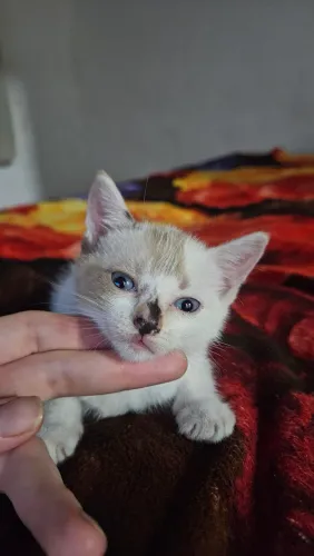 Gatos Doação