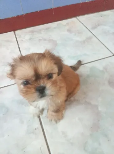 Shitzu