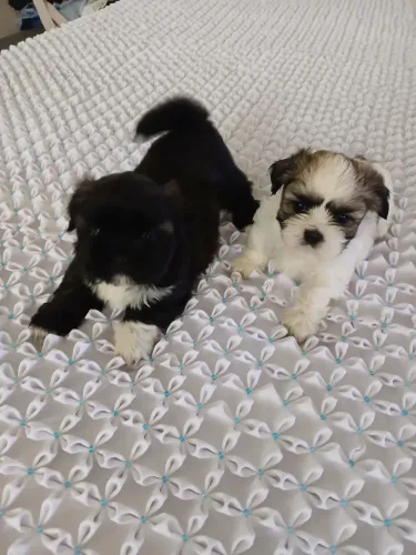 Filhotes SHIH-TZU disponível