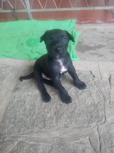 Cachorros para doar