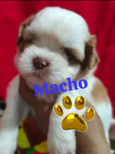 Filhotes shihtzu
