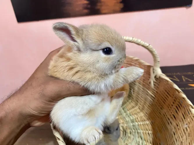 Minis coelhos netherlands Dwarf Show disponíveis a entrega  