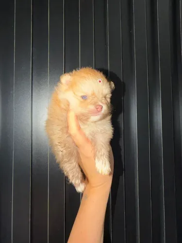 Lindos filhotes de Lulu da pomerania