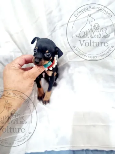 Pinscher zerinhos espertos e companheiros