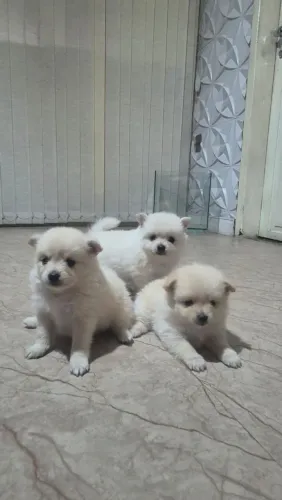 Filhotes de cachorro 