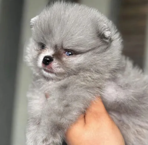 Princesa lulu da pomerania minúscula exótica merle spitz alemão anão mofado pedigree