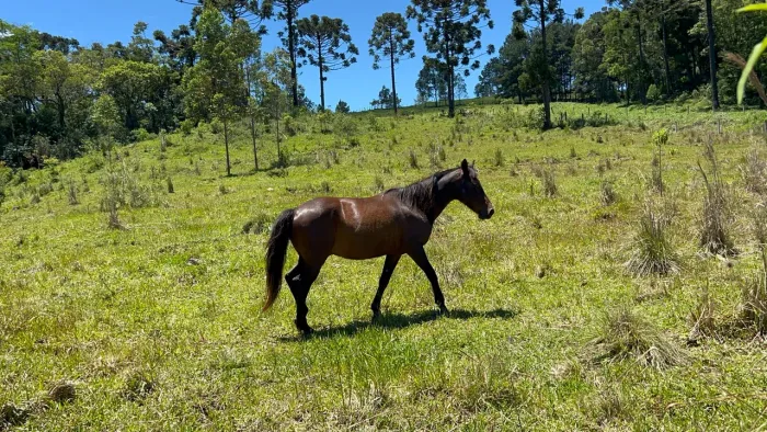 Vendo Cavalo Manso
