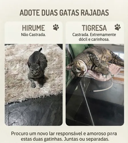 Doação de Gatas castrada 