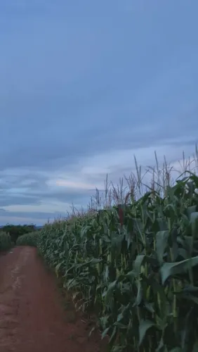 Vende-se Milho pata fazer silo