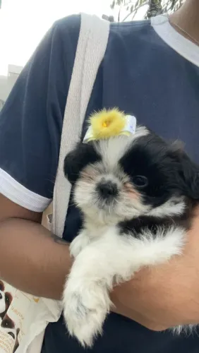 Shih tzu fêmea filhote