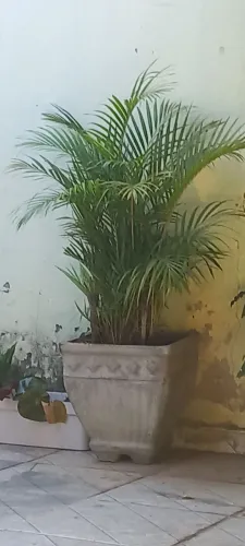  Vendo-se plantas linda.