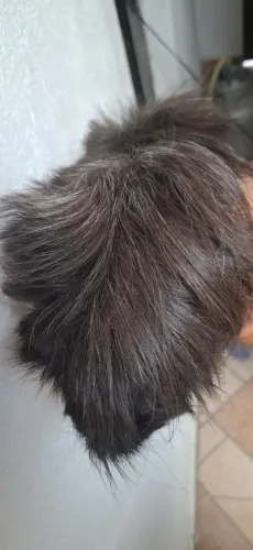 Porquinho da Índia Peruano Macho