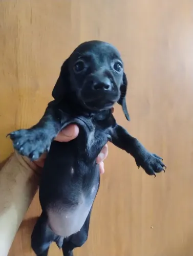 CACHORRINHO SALSICHA
