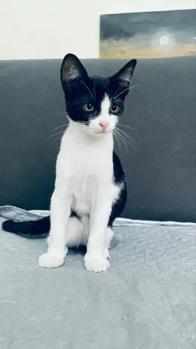 Gato macho adoção 