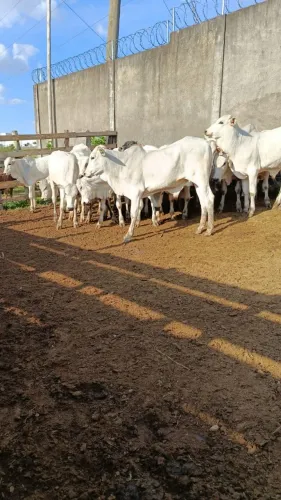 Bezerros Nelore 