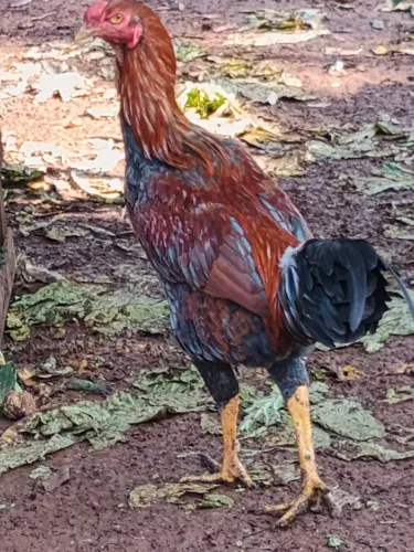 Vende frango caipira