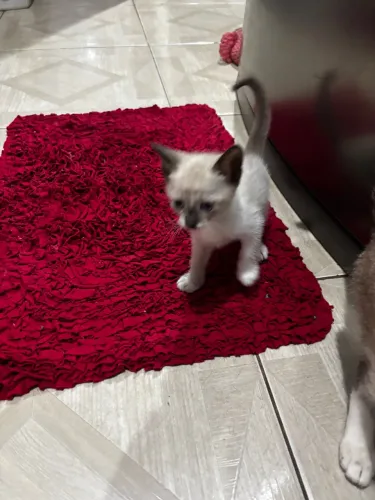 Gatinhos para doação