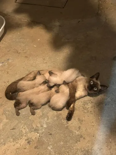 Gatos pra adoção 
