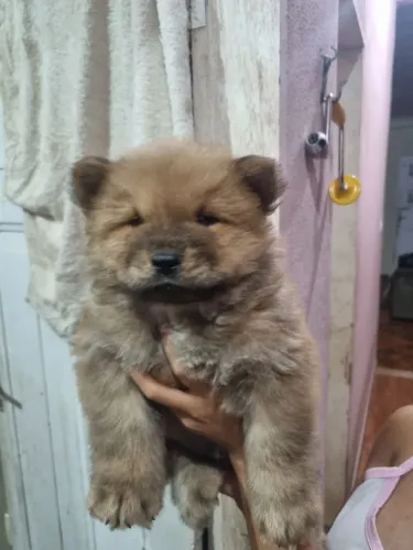 Chow chow filhote 