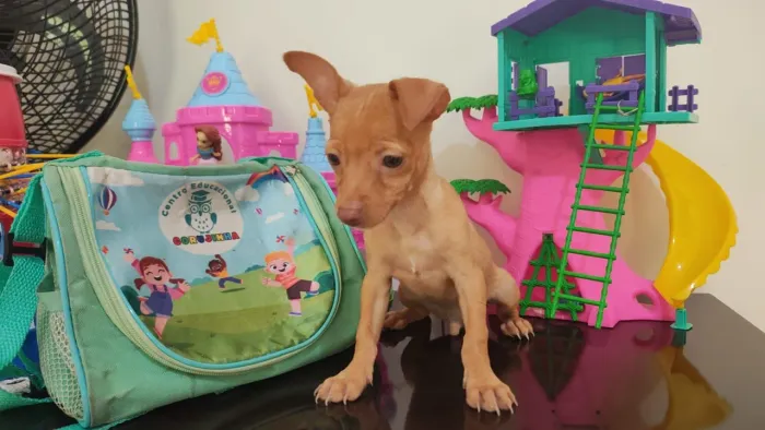 Lindo machinho de pinscher - com 2 vacinas importada.