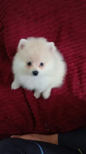 Fêmea de lulu da Pomerânia 
