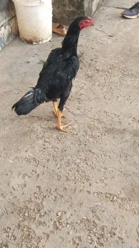Frangos  índio 