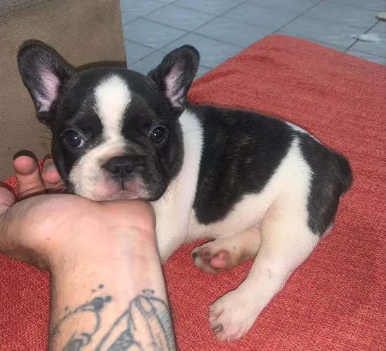 bulldog francês 