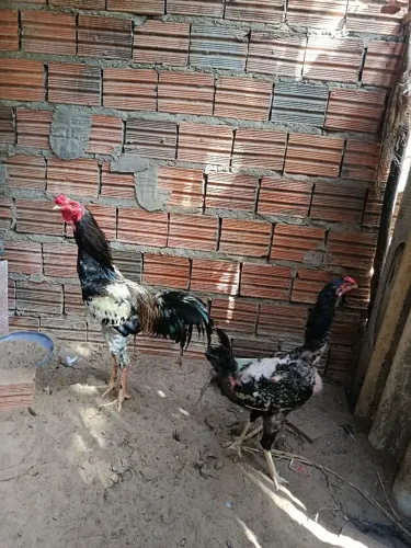 Vendo esse casal mestiço de índio gigante 