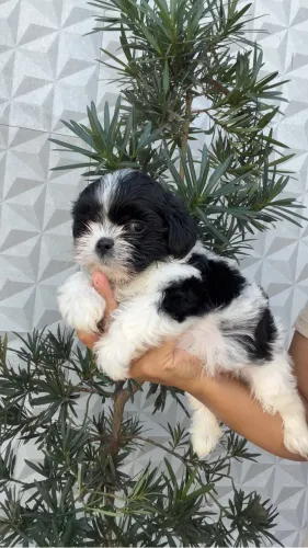 Shihtzu macho 