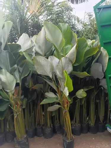 Maranta Charuto mudas com 2 a 2,20 metros pronta para o paisagismo