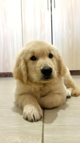 Filhote de Golden Retriever