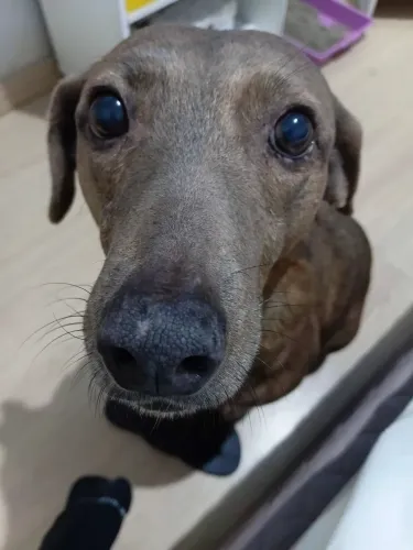 Senhira 10 anos catrada ,precisa de um lar vom patio fechado 